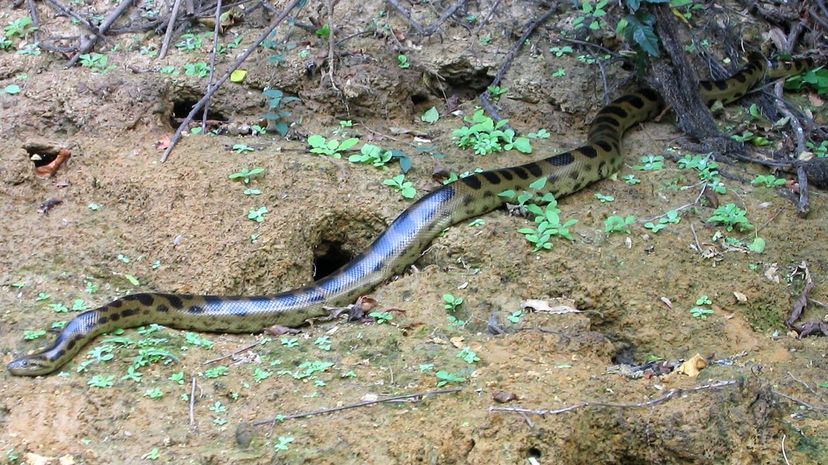 13 Bolivian Anaconda