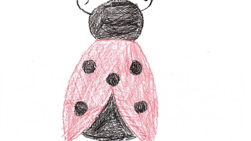 Ladybug