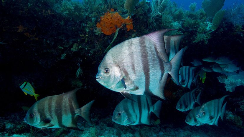 Atlantic spadefish