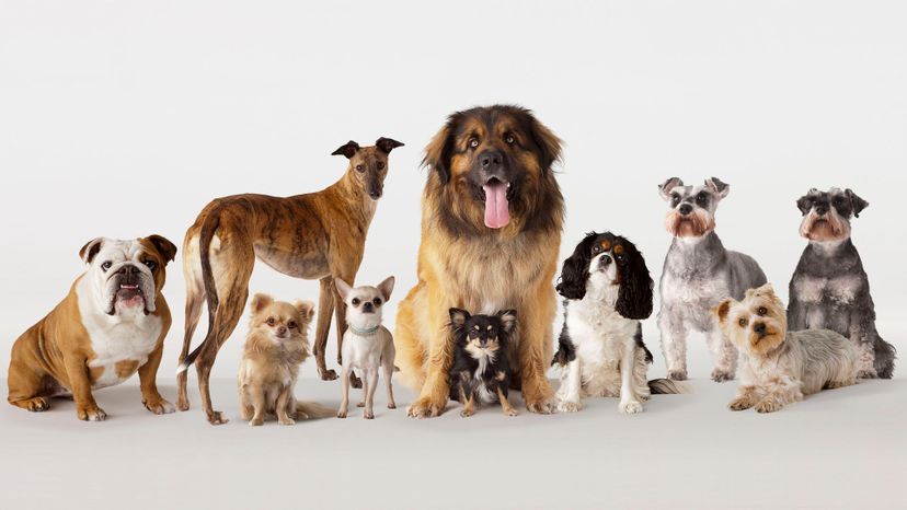 Dog breed compatibility store quiz