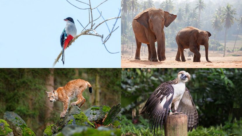 Cuban trogon, Indian elephant, Philippine eagle, lynx