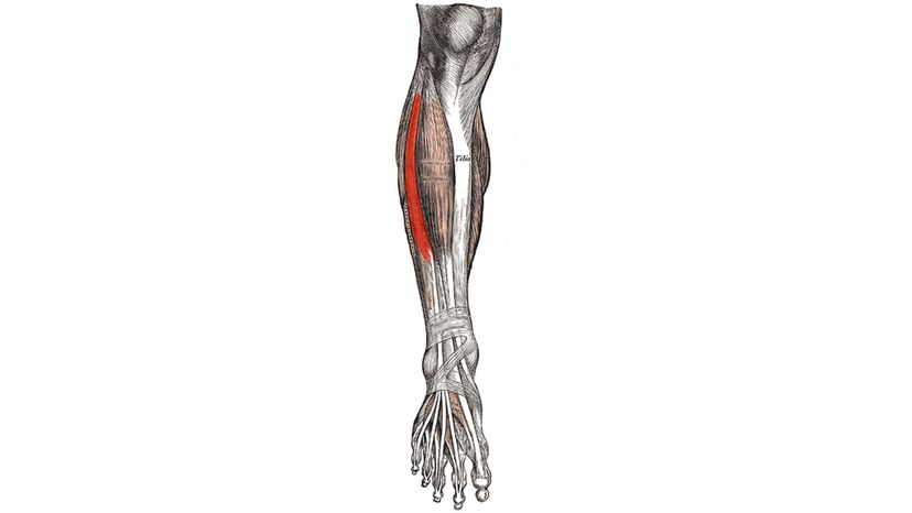 Extensor Digitorum Longus