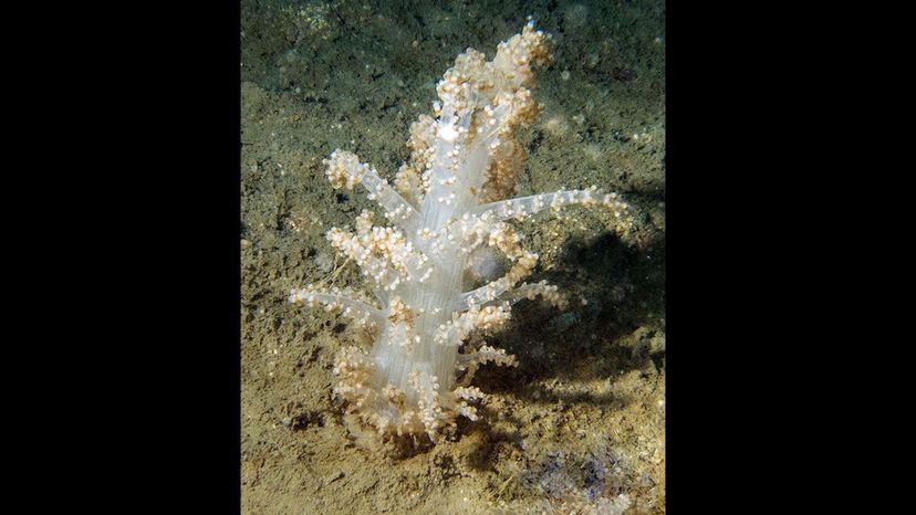 Soft Coral