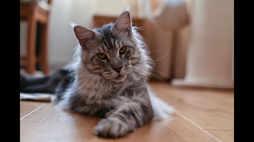 Maine Coon