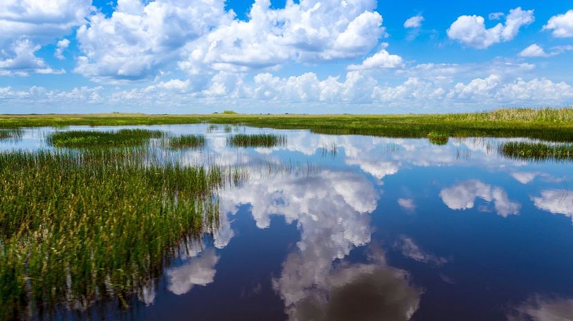 Everglades Swamp