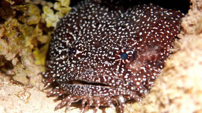 Toadfish