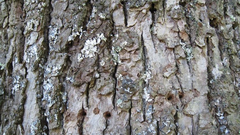 Basswood