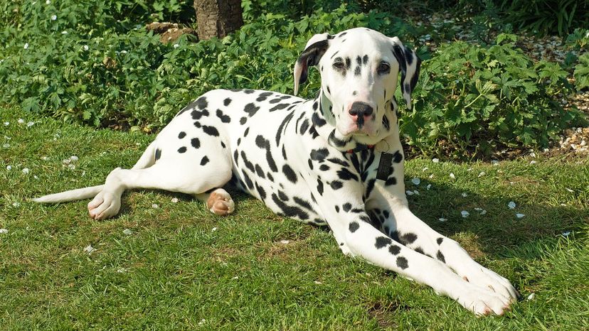 Dalmatian