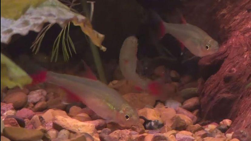 Bloodfin Tetra