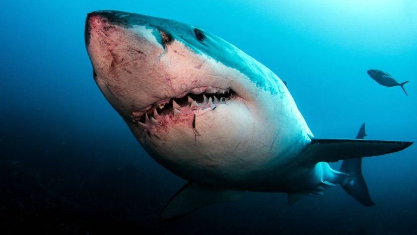 Great White Shark