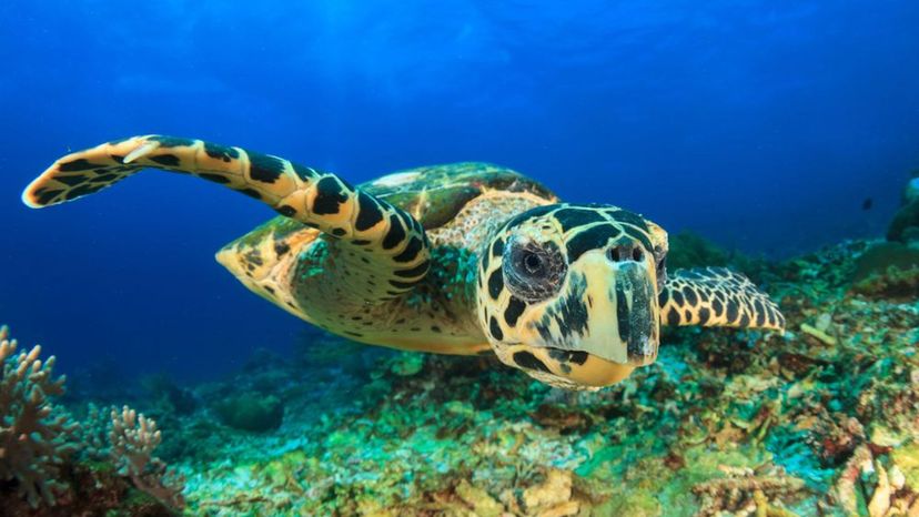 Hawksbill Turtle