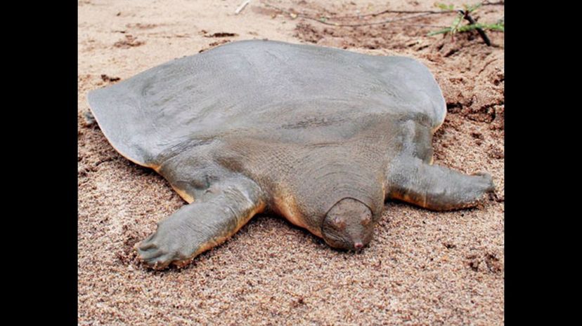 Cantorâ€™s Giant Softshell Turtle