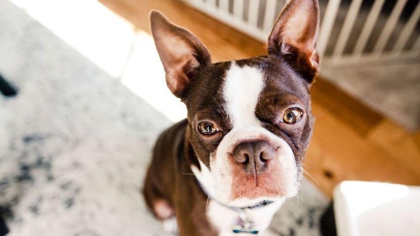 27 Boston terrier