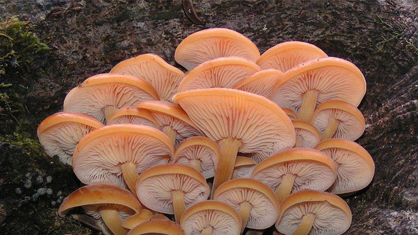 Velvet Foot Mushroom