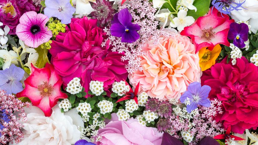 Can We Guess the Flower That Best Matches Your Personality?