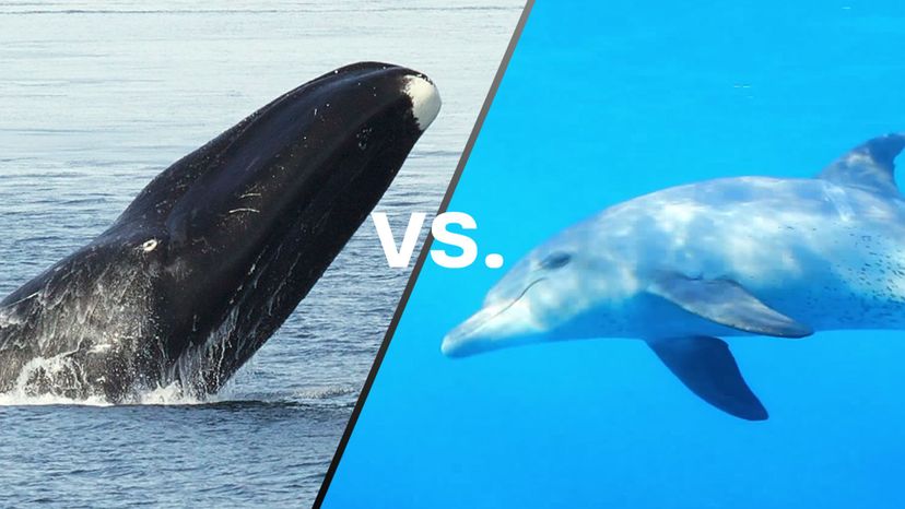 Bowhead Whale vs Dolphin
