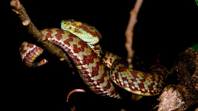 Brown Spotted Pit Viper