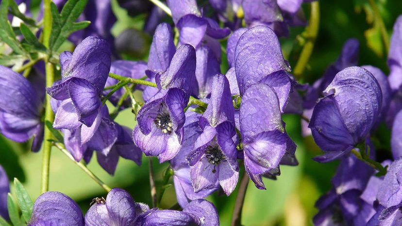 aconite