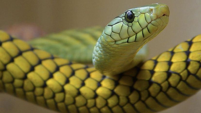 Boomslang