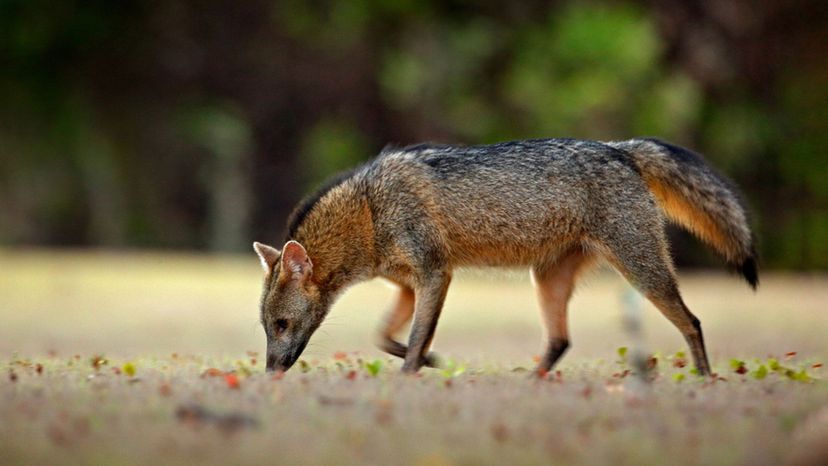 Crab-Eating Fox