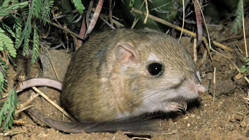 Kangaroo Rat