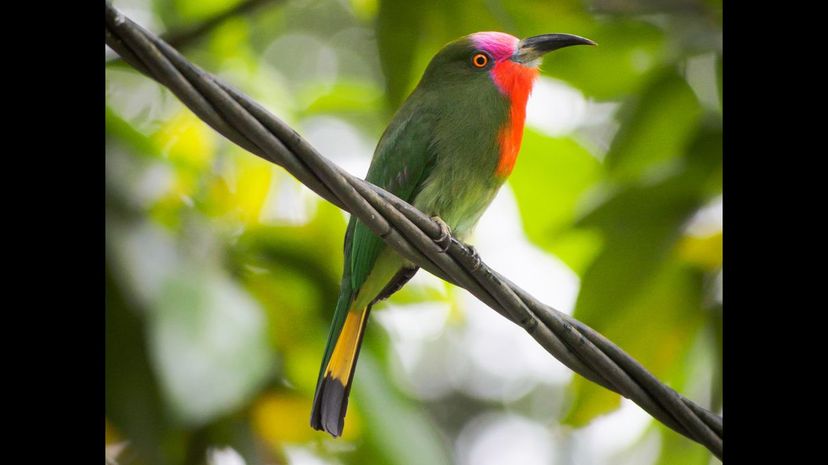 Red-bearded bee-eater