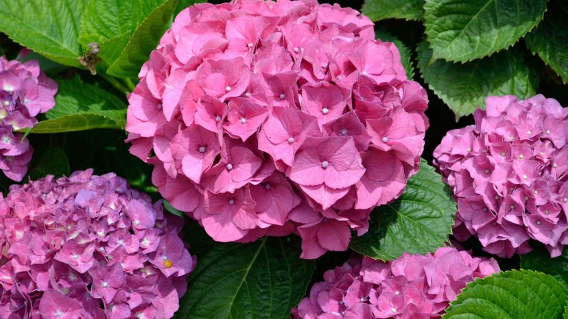 purple hydrangea flowers