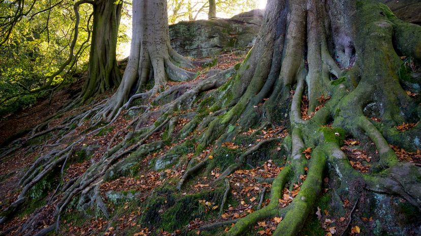 16 Tree Roots