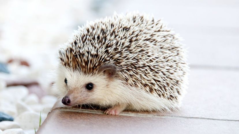 Hedgehog