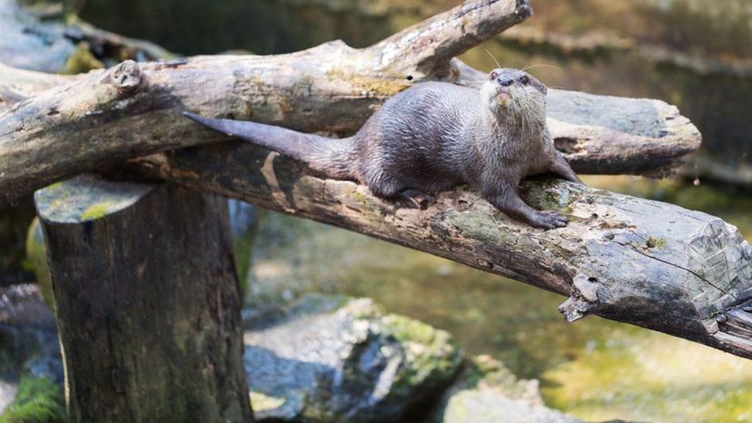 Spotted necked otter