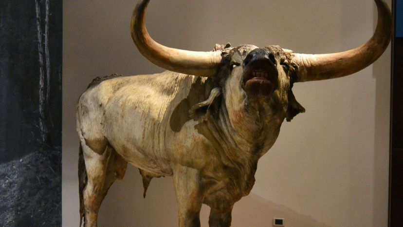 Reproduction aurochs in museum