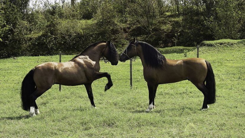 Criollo Horse