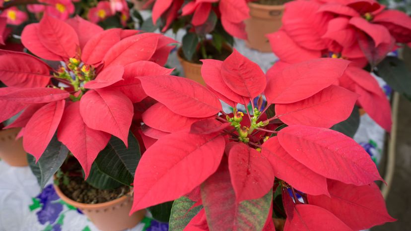 25 Poinsettia GettyImages-859558780