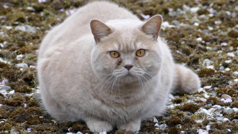 fat cat