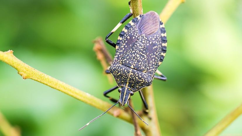 Stink bug