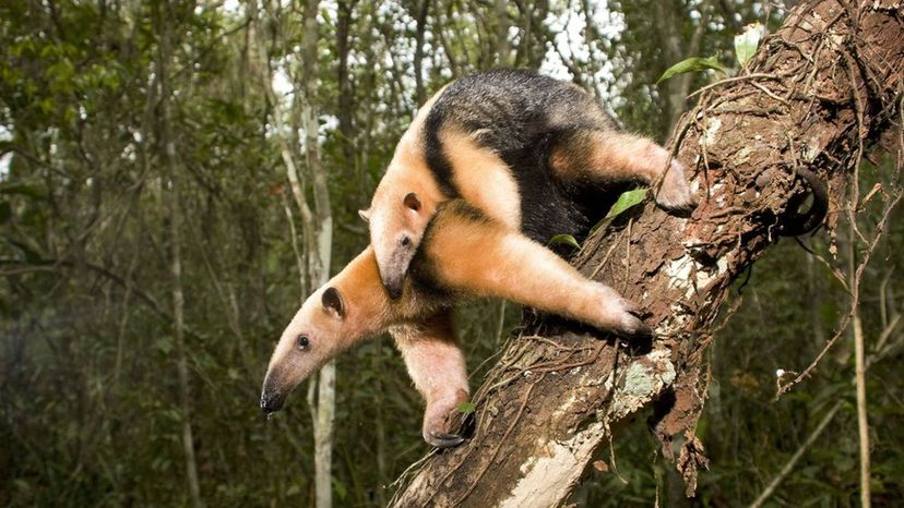 The tamandua