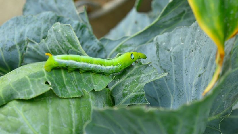 cabbage worm