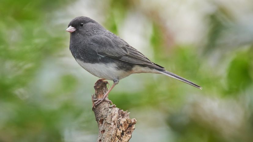 Dark-eyed junco