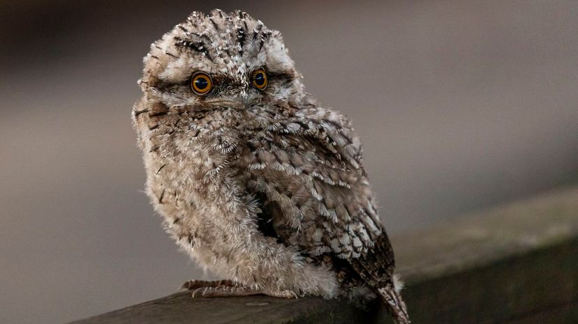 Tawny frogmouth