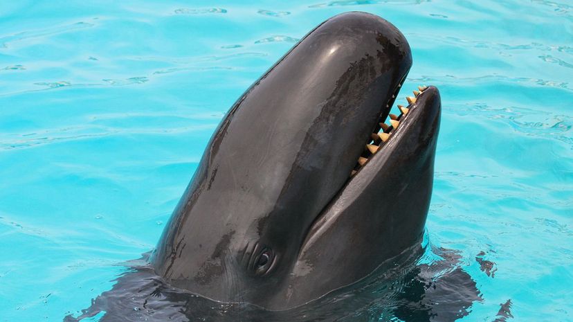 False Killer Whale