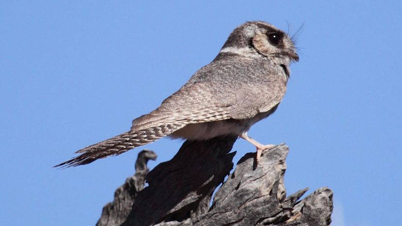 Australian owlet-nightjar