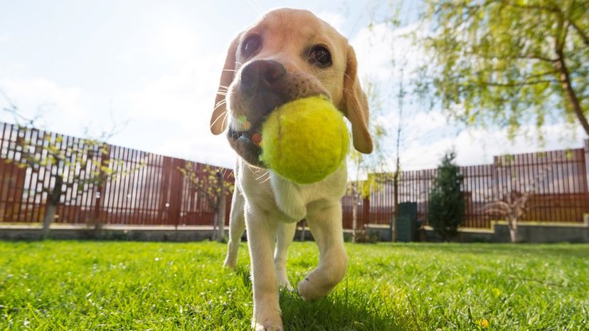 Can We Guess Your Forever Favorite Dog Breed?