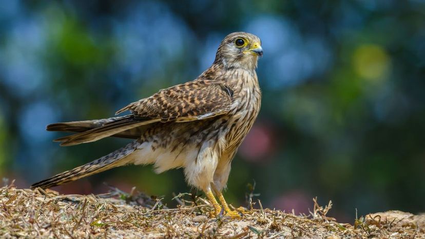 Kestrel