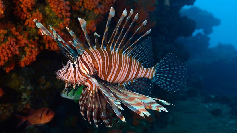 Lionfish