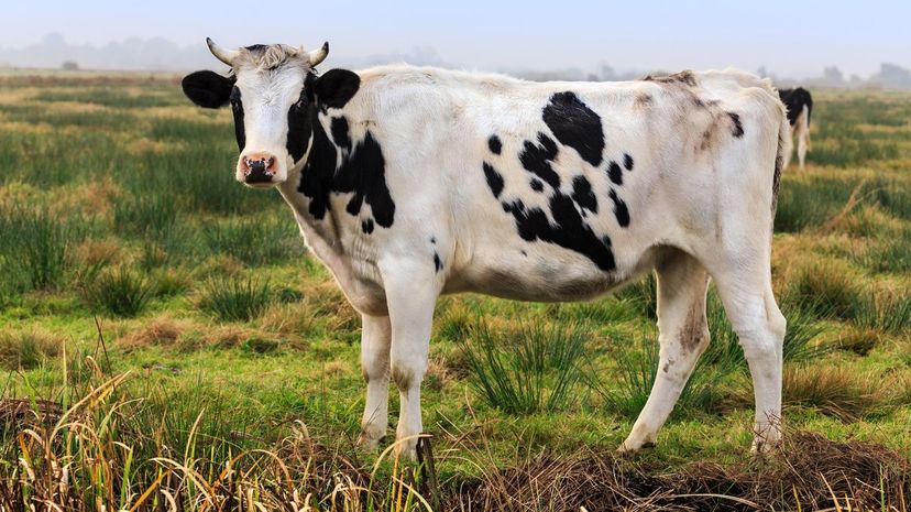 Cow