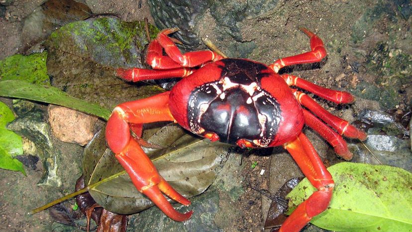 Christmas Island Red Crab