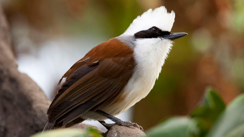 White-crested Laughing Thrush