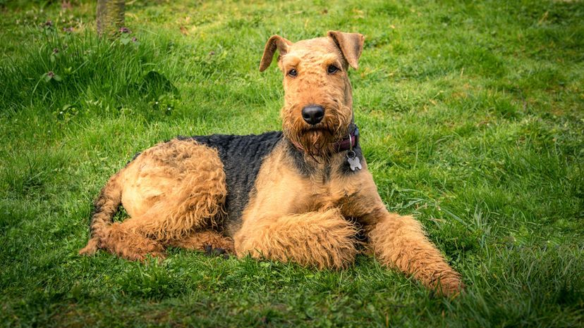 Terrier (Airedale Terrier)