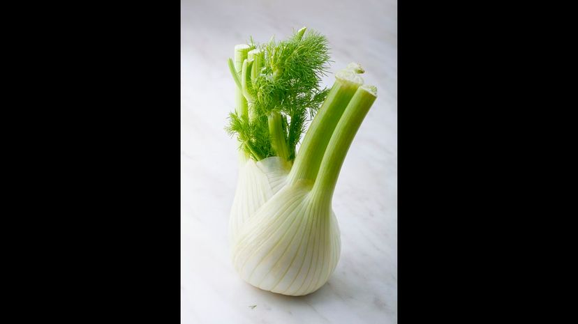 Fennel
