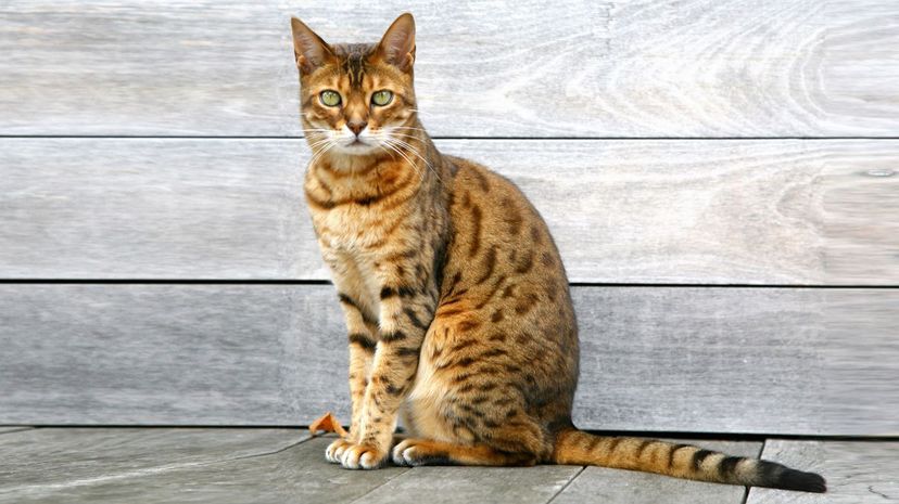 Bengal cat